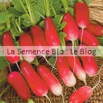 Radis Flamboyant bio - graines pour potager