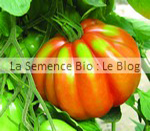  Albenga rouge ou Liguria Bio - tomate -La Semence Bio