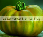 TOMATE EVERGREEN - semence bio - potager graine