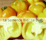 TOMATE POIVRON JAUNE VINCENT - semence bio