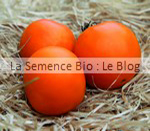 TOMATE Orange Queen - semence bio -potager graine