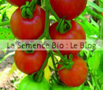 TOMATE COCKTAIL TIGERELLA BICOLORE -graine potager- la semence bio