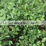  semence persil bio - herbe aromatique - potager