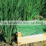 semence de ciboulette bio - potager aromatique