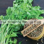 Coriandre semence aromatique bio - jardin potager