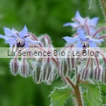 semis de bourrache - engrais vert bio La Semence Bio