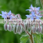 semences de bourrache bio - jardin potager 