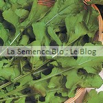 Roquette semences bio - jardin potager