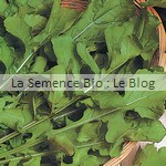 semence de roquette bio - potager