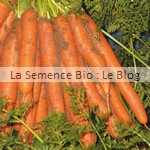 Carotte Nantaise - semence bio potager