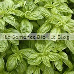 semence de basilic bio - herbe aromatique - potager