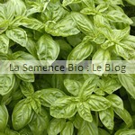 semence basilic bio - potager