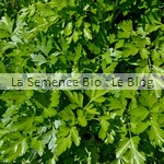 Persil bio aromatique - jardin potager