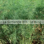 Aneth bio - semences potagères - La Semence Bio