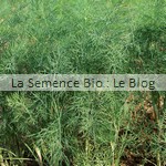 semences de aneth bio - jardin potager 