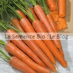 Carotte Touchon - semence bio potager