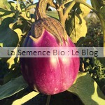Aubergine, semence potager - La Semence Bio