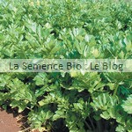 céleri, semence jardin potager - La Semence Bio