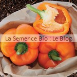 poivron semence bio - potager