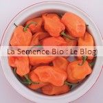piment, semence potager - La Semence Bio