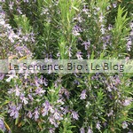 romarin, semence aromatique - La Semence Bio