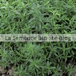 semences de sarriette bio - jardin potager 