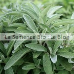 semence de sauge bio - herbe aromatique - potager