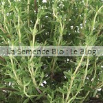 Thym aromatique bio - jardin potager