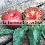 semence de tomate bio - jardin potager