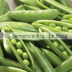 graines de petit pois bio - potager