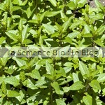 Menthe aromatique bio - jardin potager