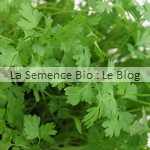 semence de cerfeuil bio - herbe aromatique - potager