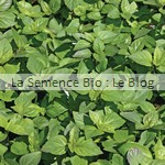 semence de basilic bio - jardin potager