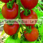 Tomate bio semences potagères - jardin 