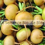 semence de Navet Petrowski bio - jardin potager