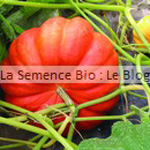 Courge semence bio -jardin potager