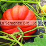 semence de courge - potager bio