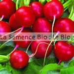 Radis Raxe semence bio - jardin potager