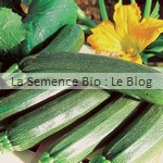 Courgette bio - semences potager