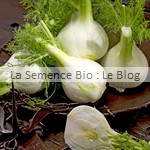 Fenouil semences bio - jardin potager