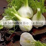 semences de fenouil - potager bio