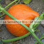 semence de potimarron - potager bio