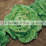 semence de laitue bio - potager