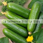 Concombre bio semences - jardin potager