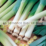 semences de poireaux bio - La semence Bio - potager