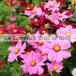 cosmos semence de fleur bio - jardin