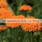 semences de souci bio - jardin potager 