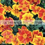 semence de fleur bio - œillet - jardin potager