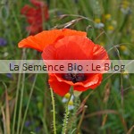 coquelicot semence de fleurs bio - jardin potager