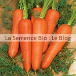 Carotte semence bio - jardin potager